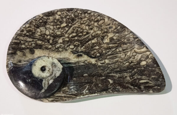 Cenicero de mármol negro con forma de concha y diferentes fósiles.